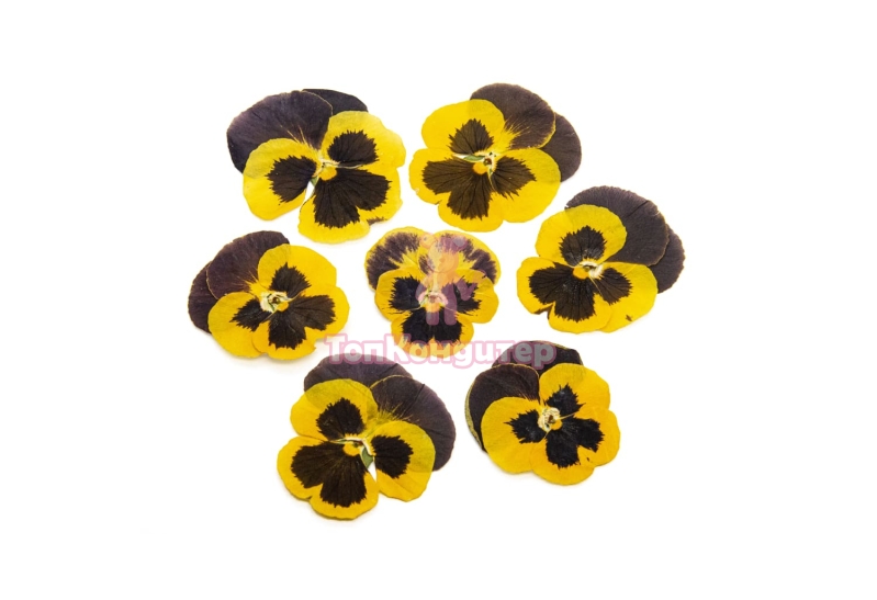 Виола обезвоженная "Черный лимон" плоская 20 шт